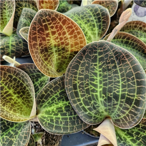 Ludisia Discolor Jewel Orchid